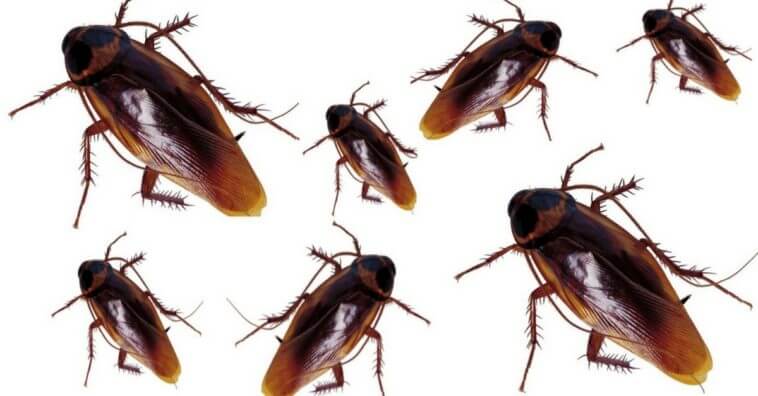 dedetização para baratas