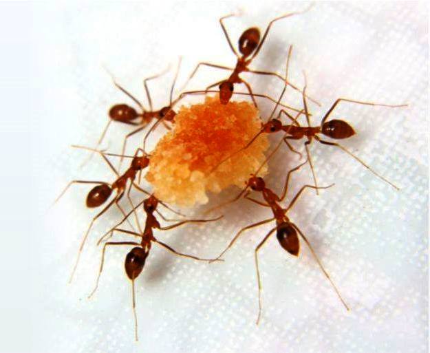 dedetização para formigas