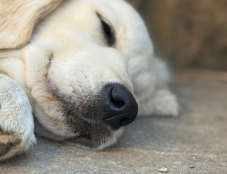 Gioia after having a cuddle with her favourite human