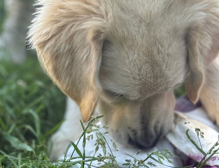 Pippo I am sure there are a few bits of food left in this bag