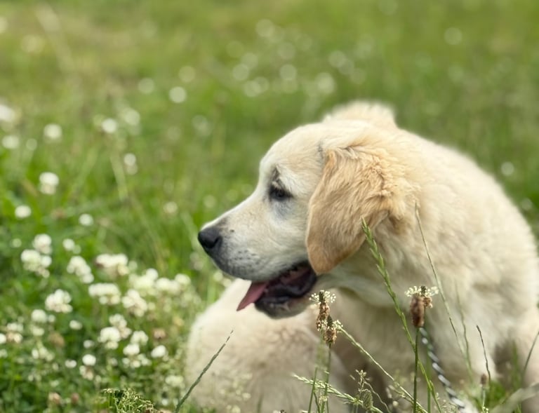 Pippo where did that ... cat go now