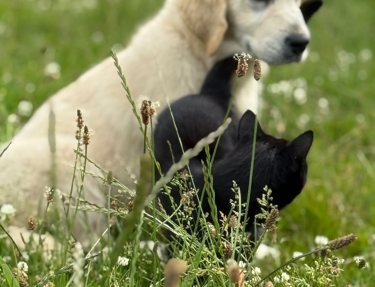 Little Spice Here I am