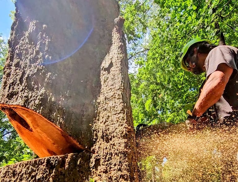 Professional arborist using a chainsaw to fell a large tree in Waconia, MN.