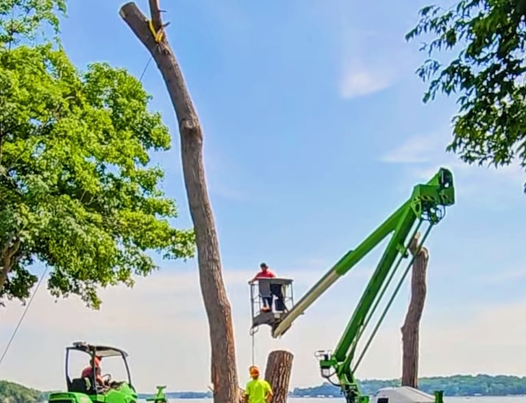 Professional arborists using a bucket lift and loader for tree removal on Lake Minnetonka.