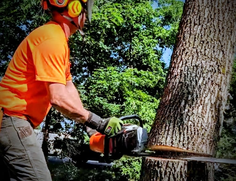 Professional arborist in safety gear using a chainsaw to fell a large tree in Mound, MN.