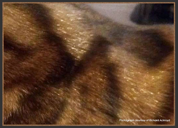 Close-up of shimmering brown and black tabby cat fur showing soft texture and glittery coat.