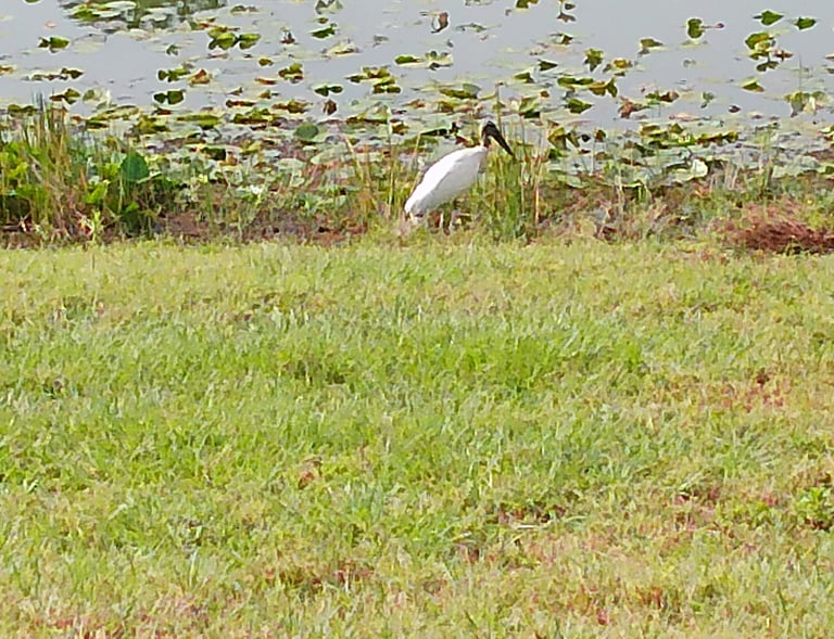 Woodstork
