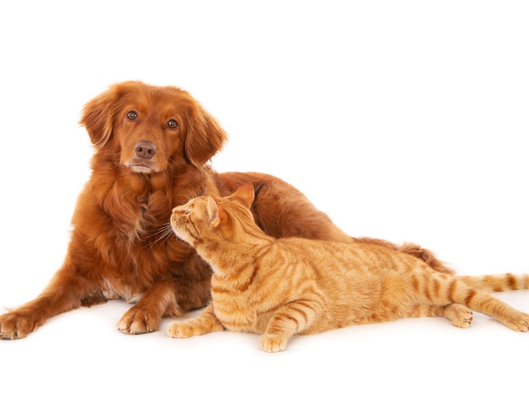 Dog and Cat playing together