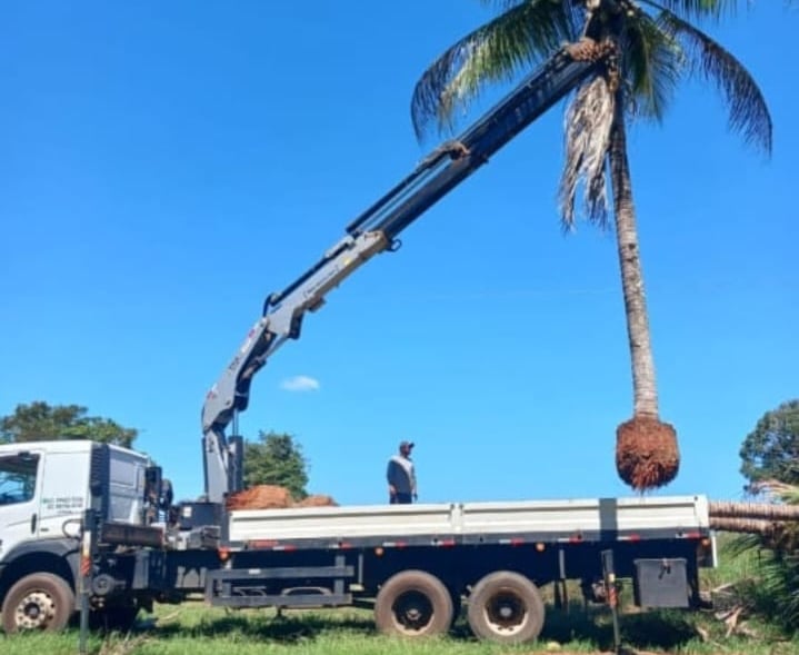 munck para retirada de arvores