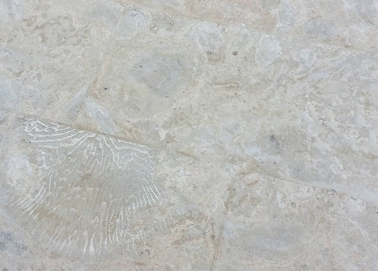 Detalle de formaciones focilizadas de coral en terraza de piscina