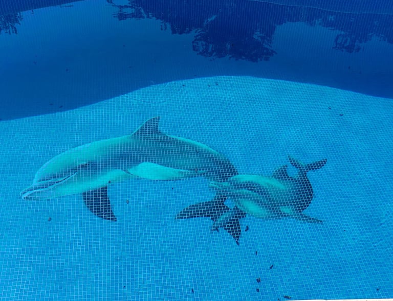 A decorative dolphin mosaic tile swimming pool.