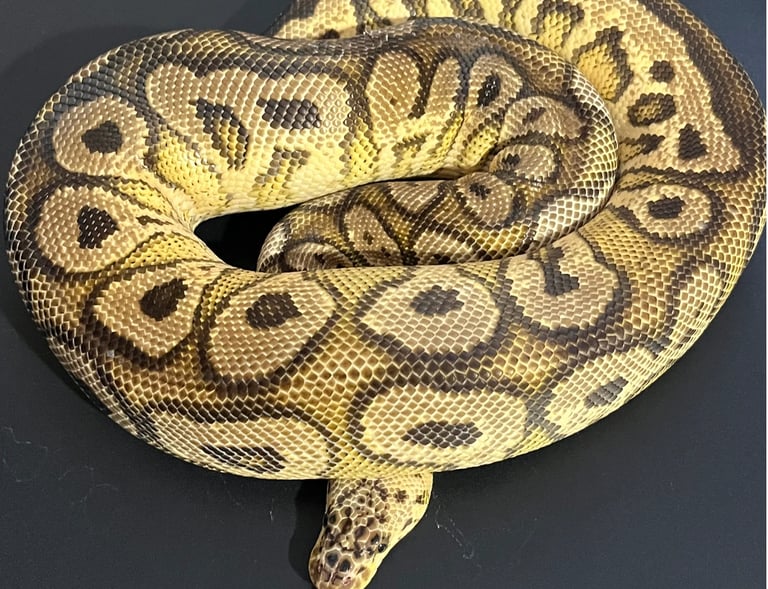 Ball Python for Sale
