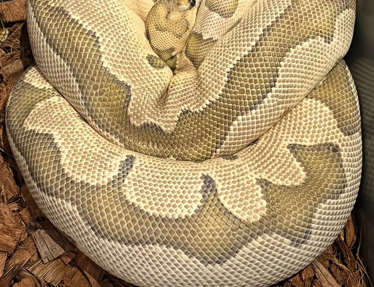 Ball Python
