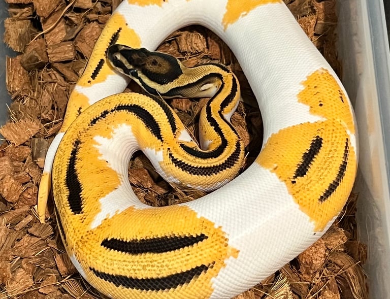 Ball Python