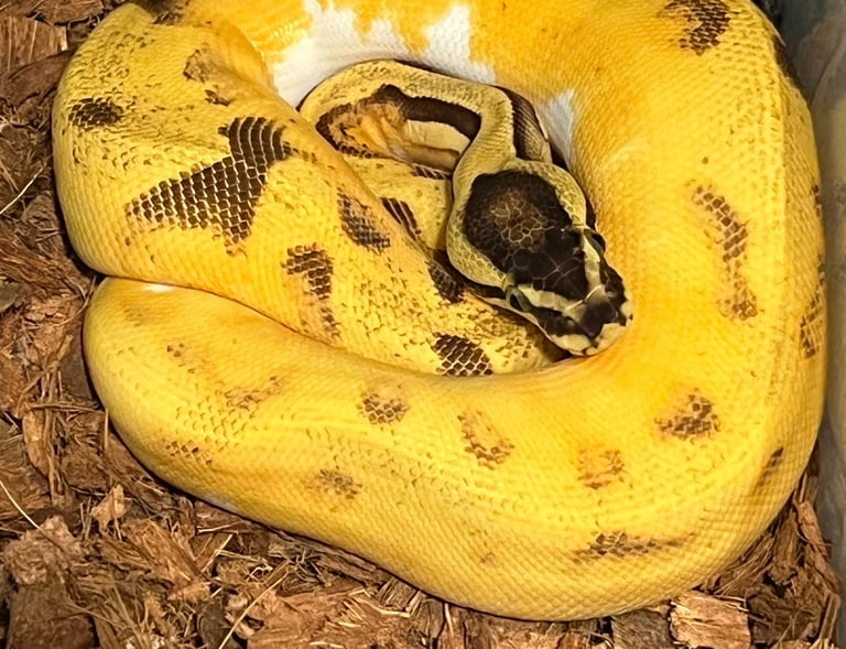 Ball Python