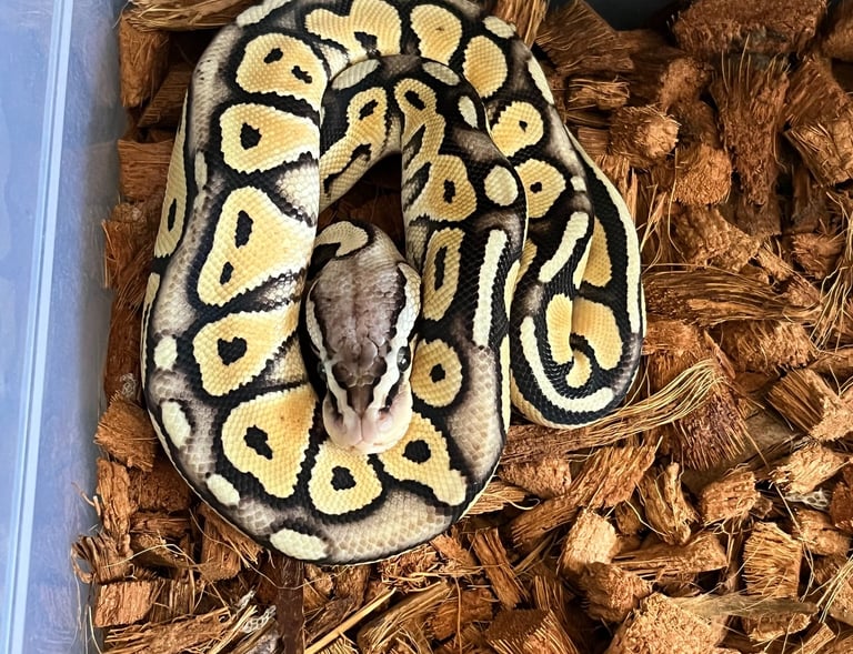 Ball Python