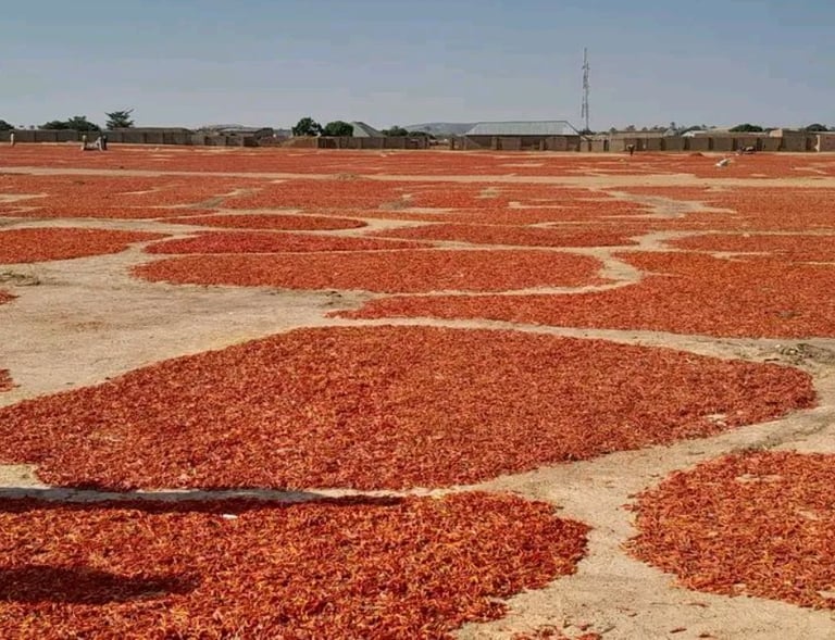 Rows of red chili peppers drying in the sun on large mats at a traditional rural spice farm.