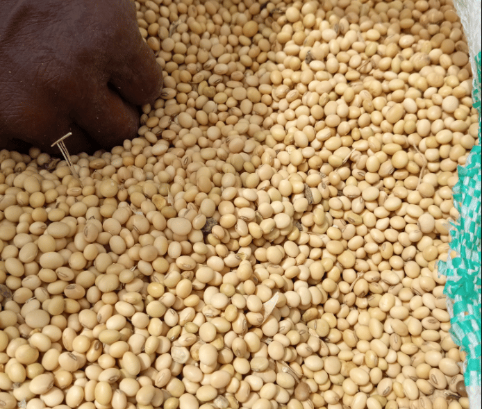 A close-up of a person's hands reaching into a large white sack filled with organic yellow soybeans.