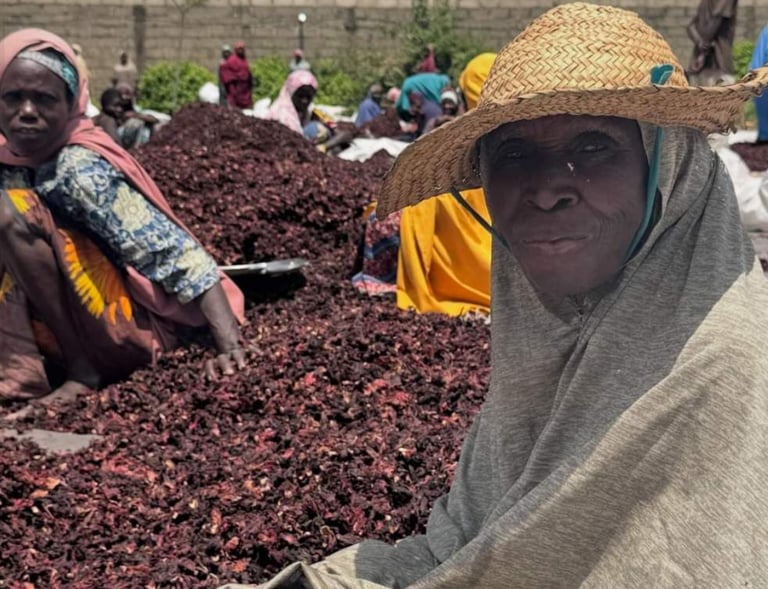 Women farmers harvesting and sorting dried hibiscus flowers at an outdoor agricultural site.