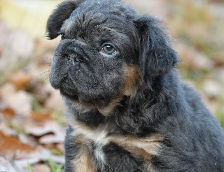 fluffy big rope bleu tan 