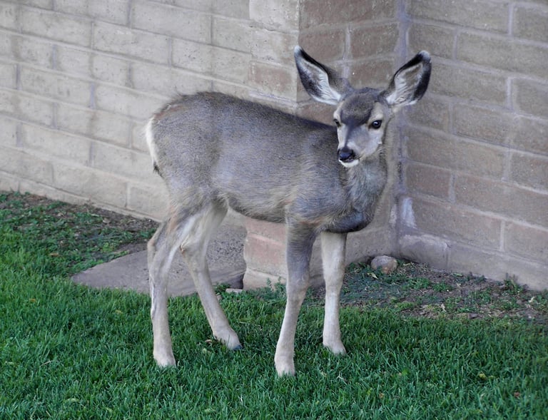 Kilmorey Deer