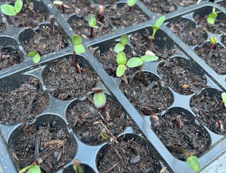 Baby sunnies (sunflowers)