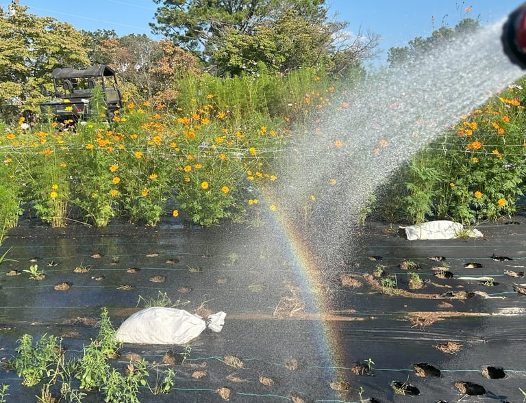 God sent a rainbow and a promise!