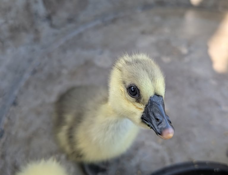 Gosling roaming the orchard near the farm feeding area at Loei Valley