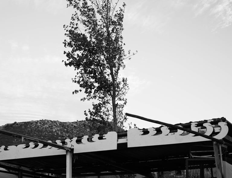Black and white photo of a tall tree behind a wooden roof structure and mountain hills.