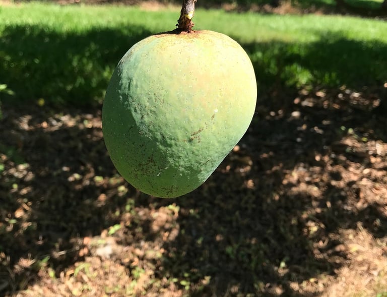 Unripe Alphonso Mango on the tree in sunshine.