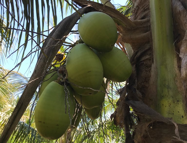 Green or Tender Coconuts on tree