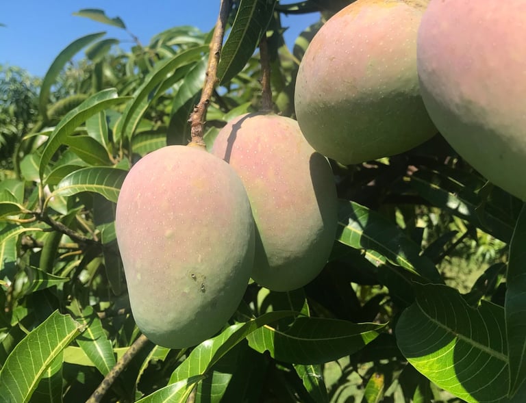 Kesar Mangoes, unripe, on tree surrounded by leaves and enjoying sunshine