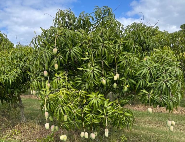 Mango tree with logs of mangoes