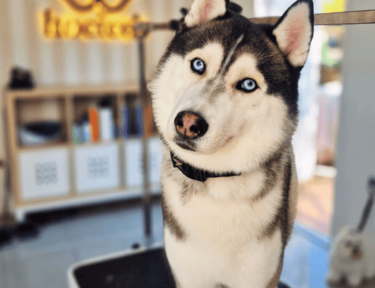 peluquería canina valdespartera