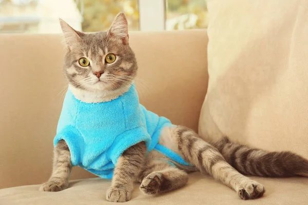 Un adorable gato atigrado con un cómodo suéter azul de forro polar sentado en un sofá beige 