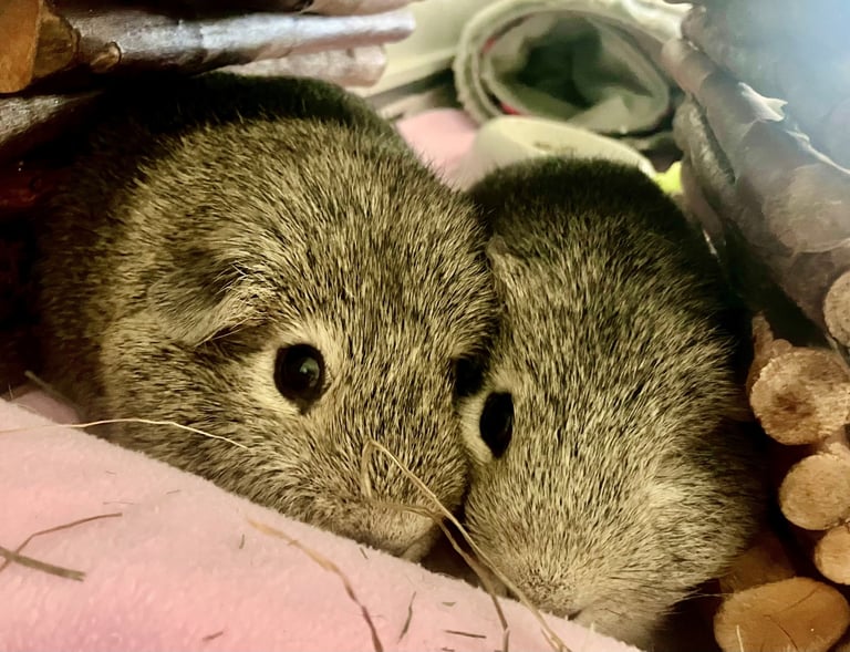 Happy Guinea Pigs in the comfort of their own home after Paws & Relax have visited
