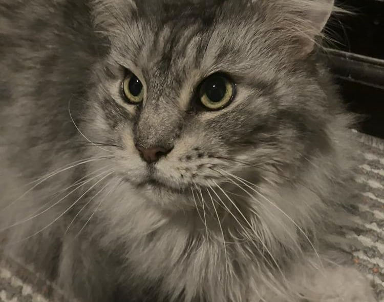 Close up of a Cat after a pop‑in pet visit from Paws & Relax