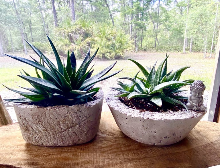 Two green aloe vera succulent plants in textured concrete pots with a small Buddha statue.