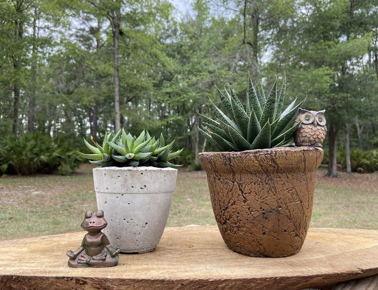 Two green Haworthia succulents in rustic pots with a meditating frog and owl figurine.