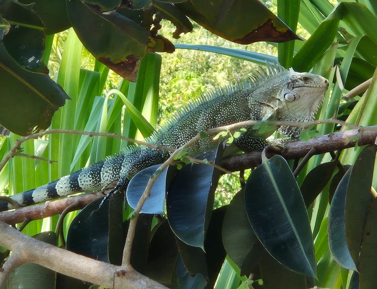 un iguane de la mare de gissac à 200m de la villa jolan