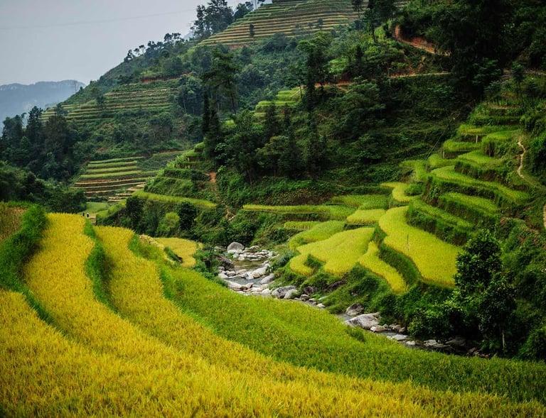 Rizière de Mu Cang Chai