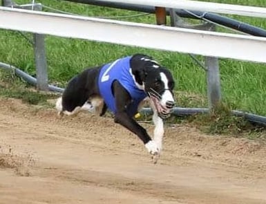 racing whippet Raspberry Ripple "Nano" kuva: Minna Leppänen