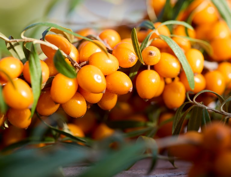 Sanddornbeeren