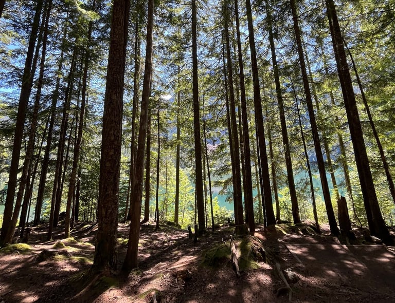 many trees. sun coming through the trees. dappled shade and sun. water and mountain behind trees