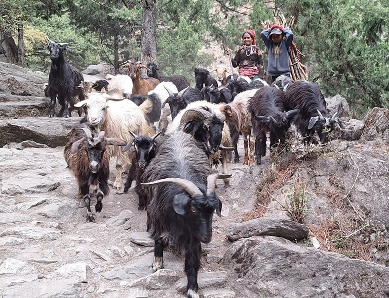 Bergère dans le dolpo