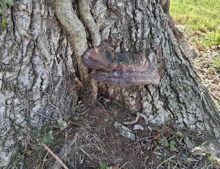 carpophore au collet, suspicion de champignon racinaire