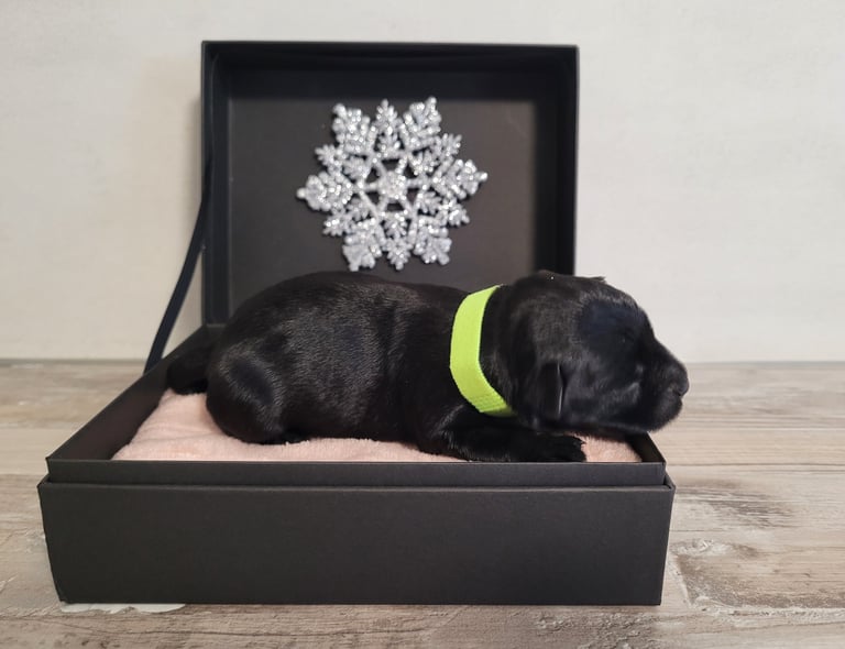 Chiot Diamants Noirs d'Also