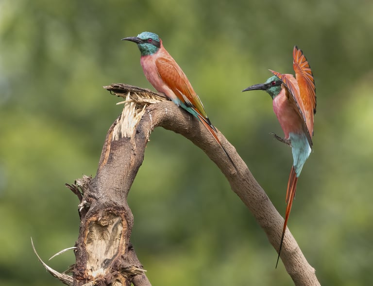 Carmine Bee-eater | Birding Adventures Gambia