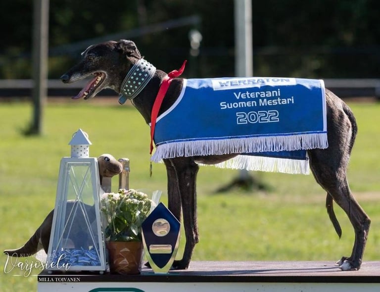 racing whippet Nopurin Sylvester Stallone "Rambo" kuva: Milla Toivanen