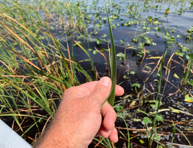 Educating anglers on the various aquatic plants, where they grow, and how fish use them.